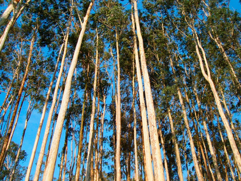 73% do concelho do Algarve está ocupado por eucaliptos