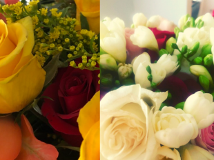 Flores em confinamento